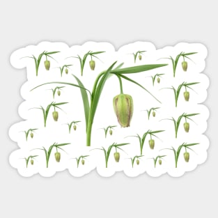 Fritillaria Fritillary April Sticker